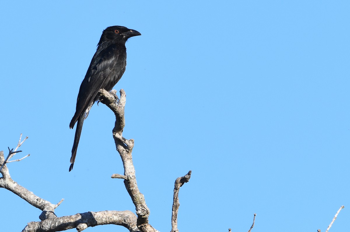 Yıldızlı Drongo - ML643728317
