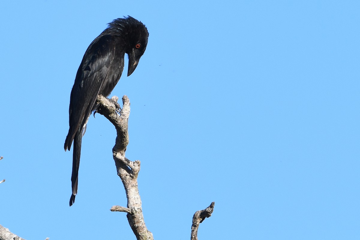 Yıldızlı Drongo - ML643728319
