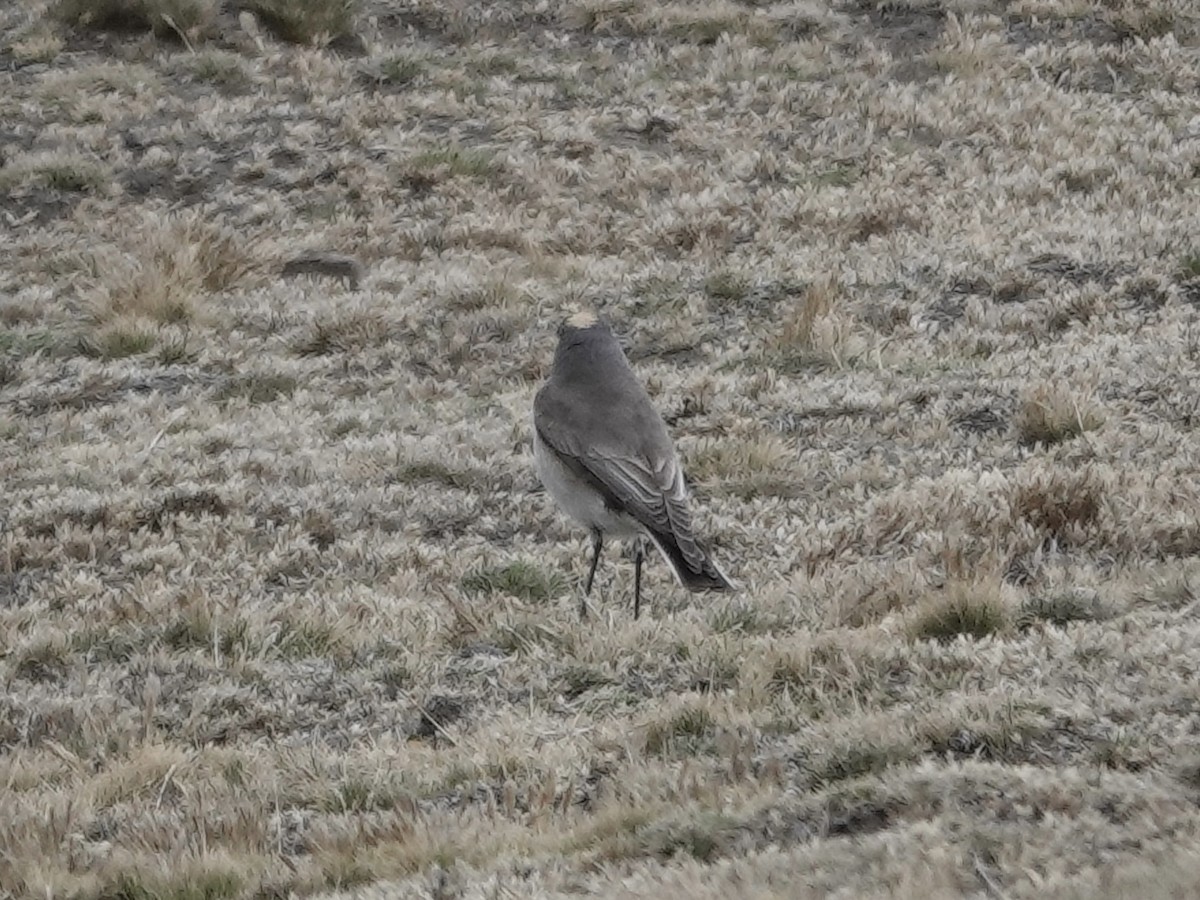 Dormilon à nuque jaune - ML643728324