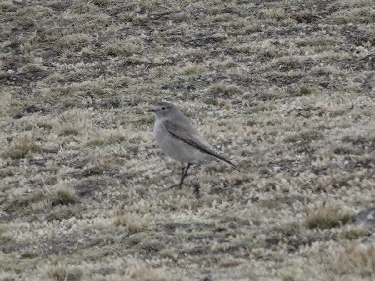 Dormilon à nuque jaune - ML643728325