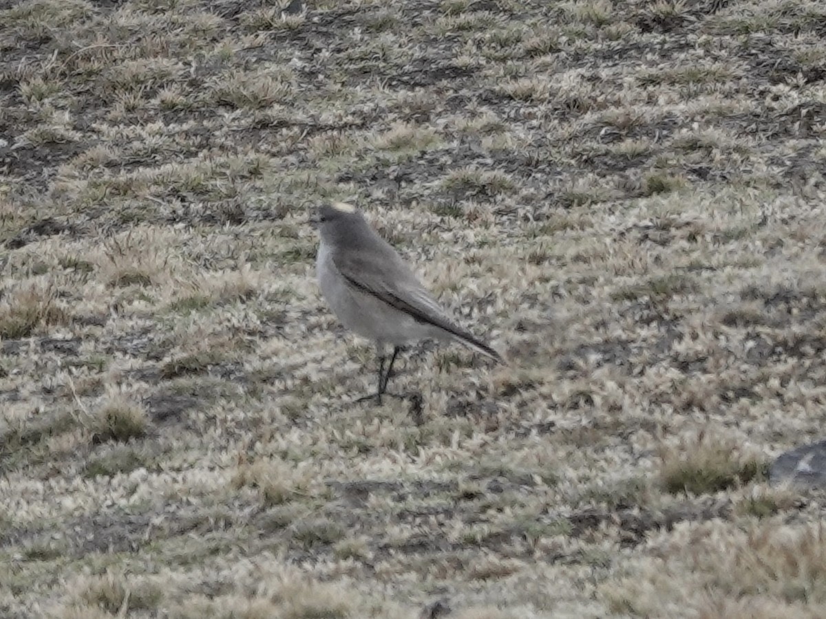 Dormilon à nuque jaune - ML643728326