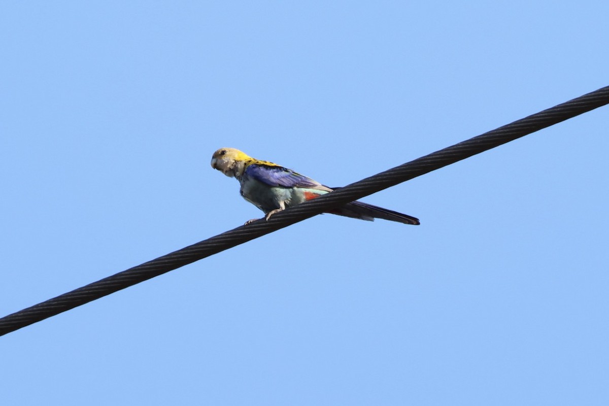 Solgun Rozella - ML643728329