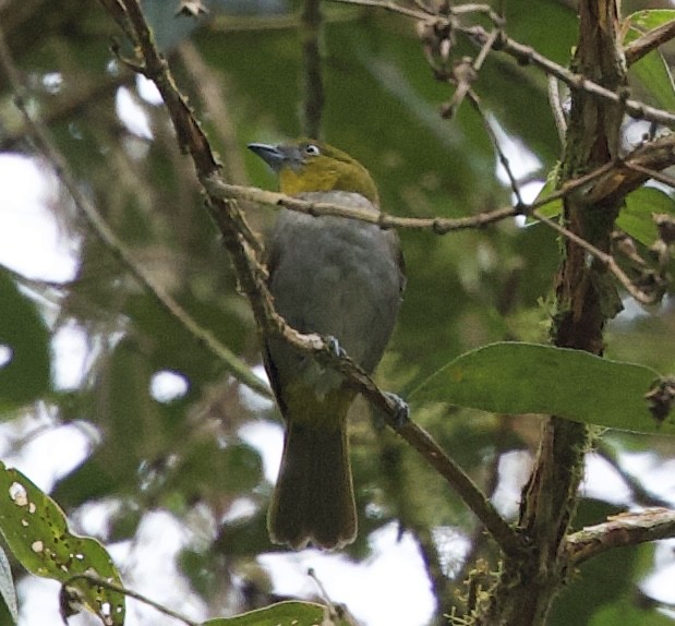 Yellow-throated Chlorospingus - ML643728341