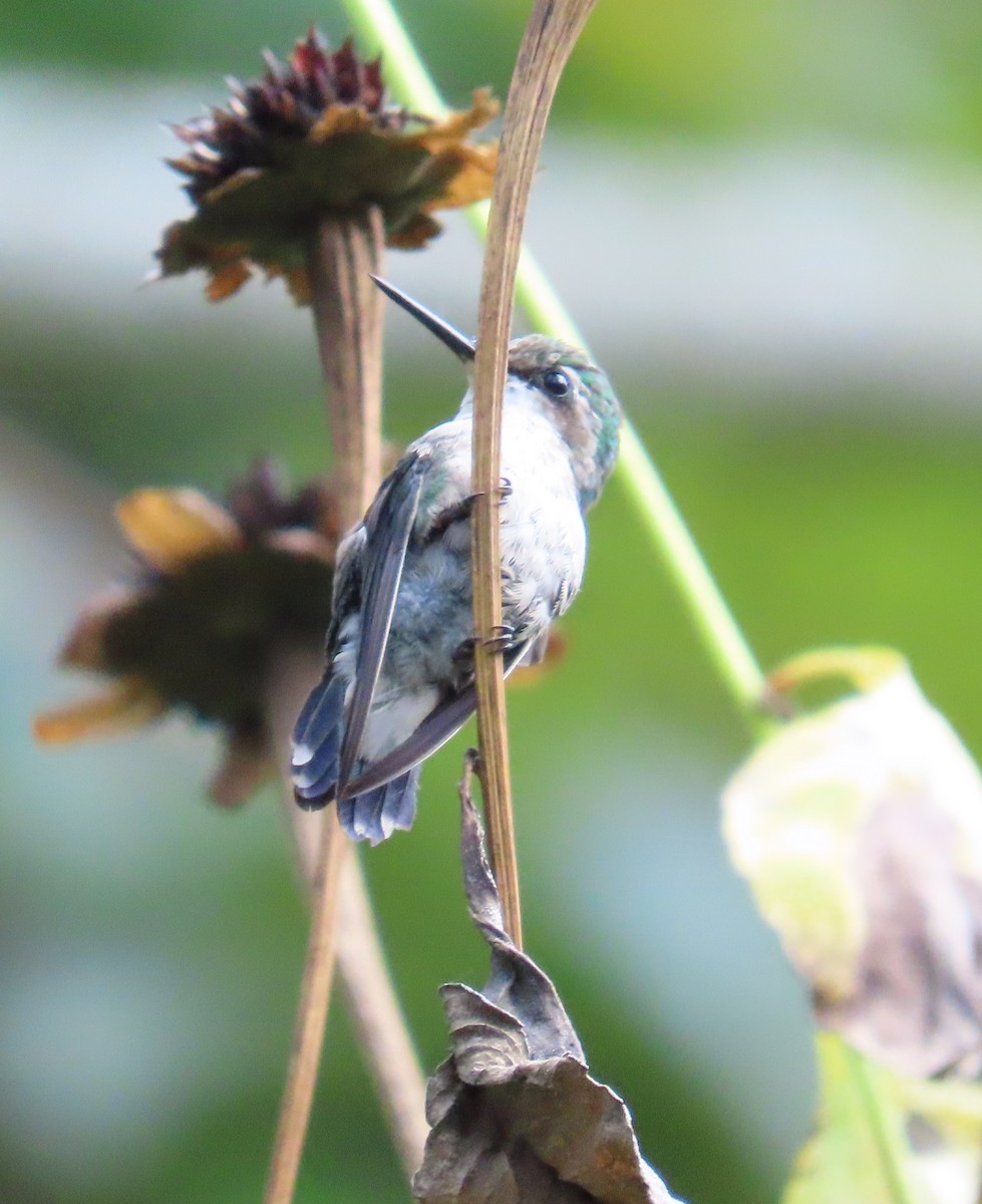 Blue-tailed Emerald - ML643728350