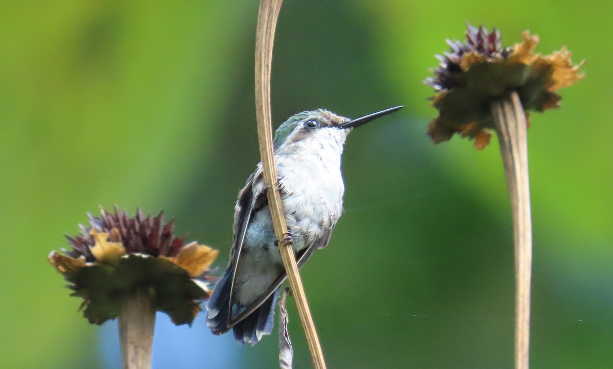 Blue-tailed Emerald - ML643728351