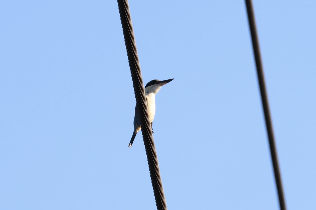 Sacred Kingfisher - ML643728354