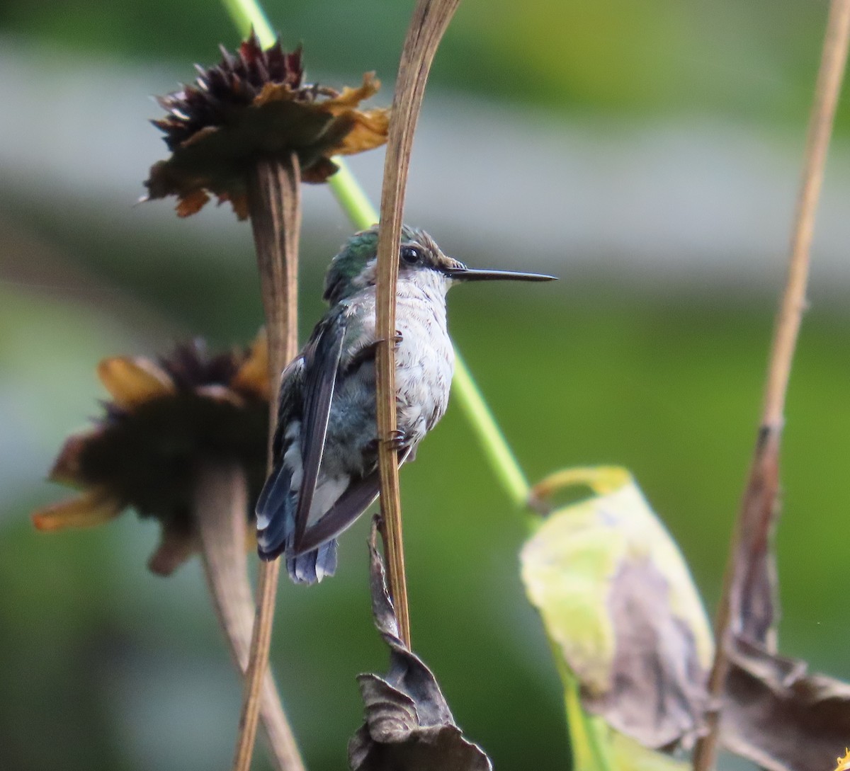 Blue-tailed Emerald - ML643728355