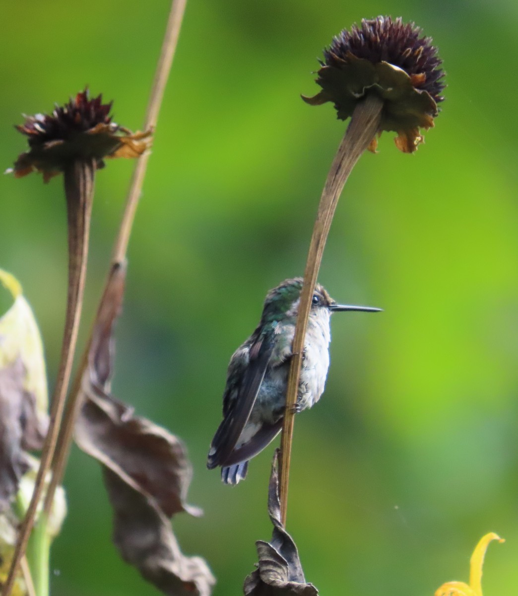 Blue-tailed Emerald - ML643728356