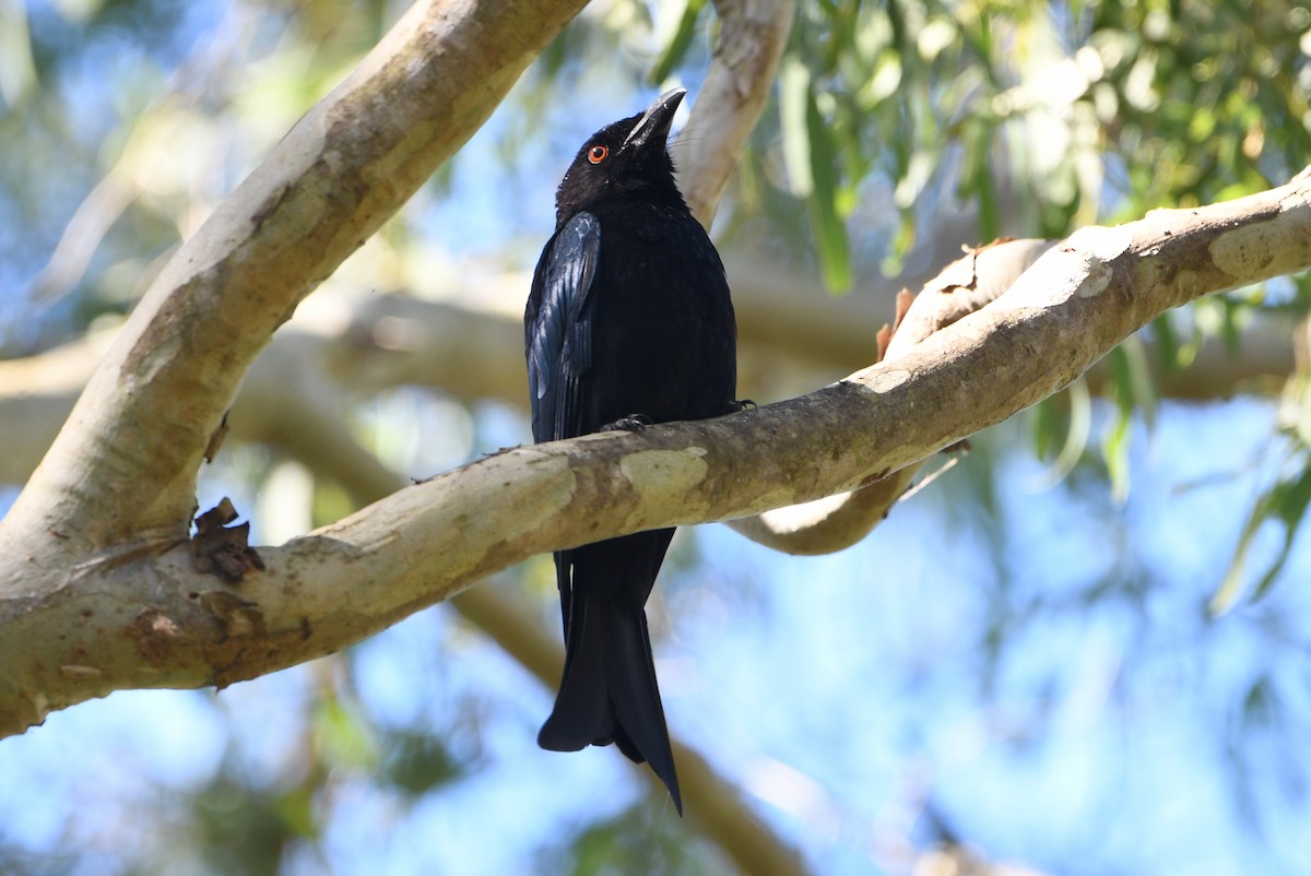 Yıldızlı Drongo - ML643728357