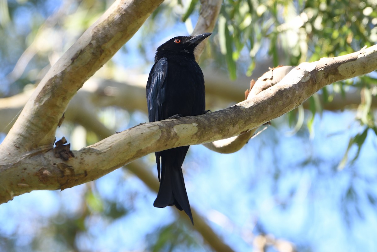 Yıldızlı Drongo - ML643728363