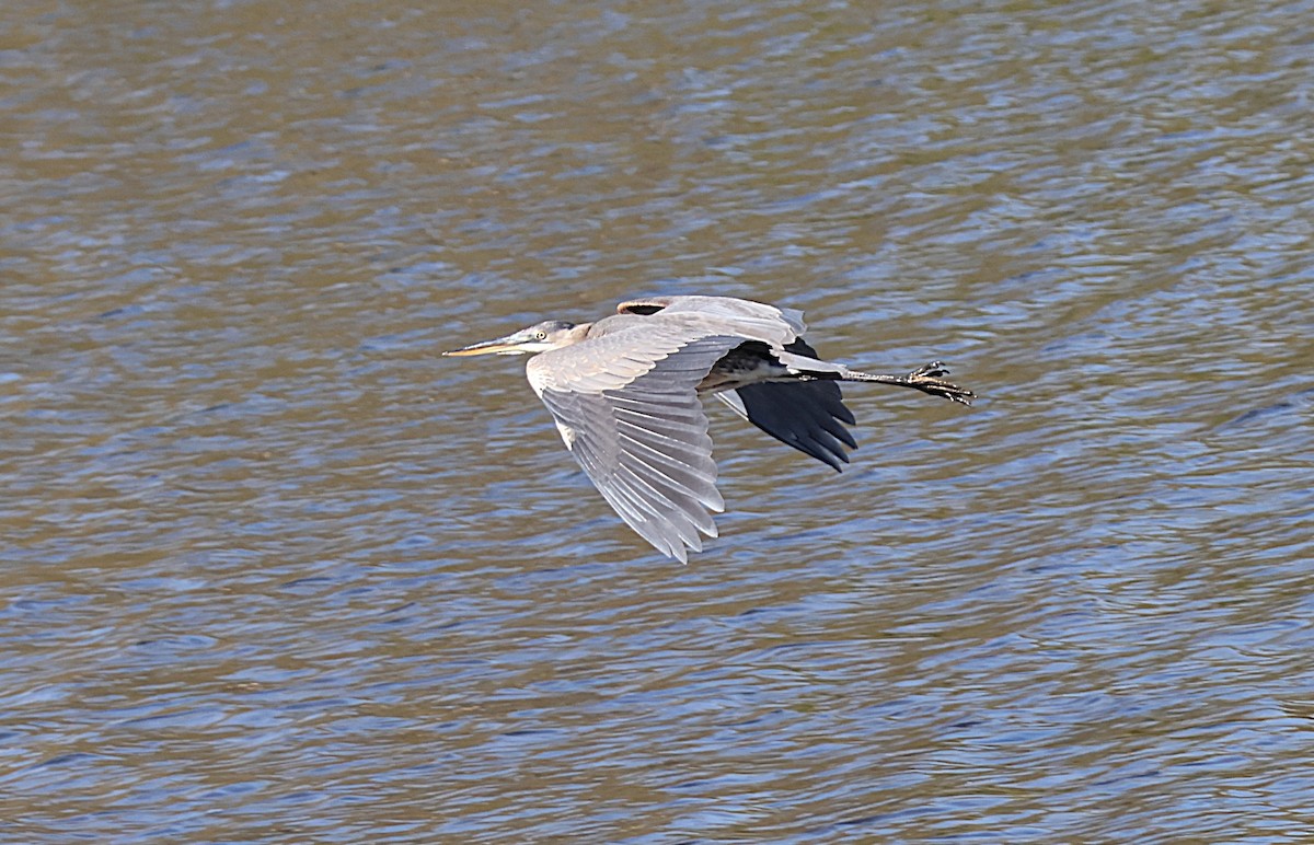 Great Blue Heron - ML643728372