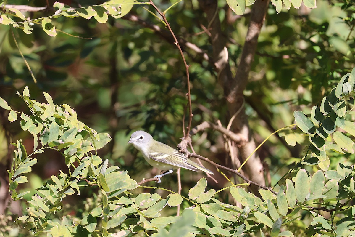 Blue-headed Vireo - ML643728376