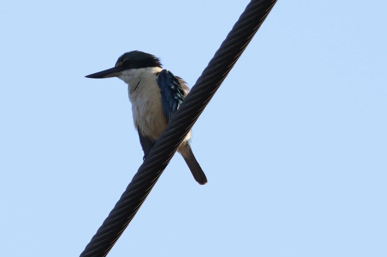 Sacred Kingfisher - ML643728378