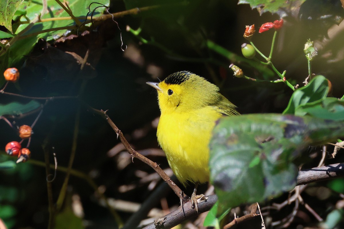 Wilson's Warbler - ML643728385