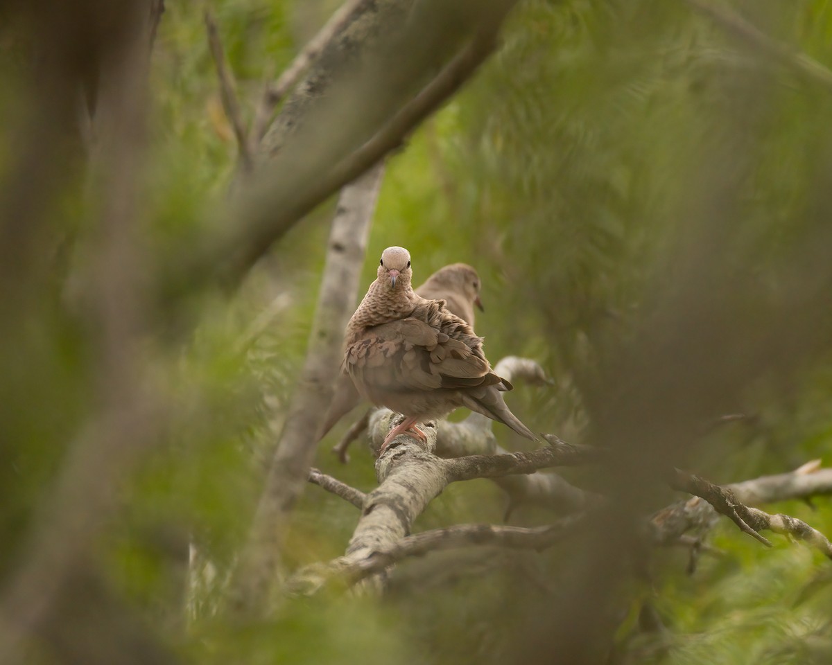 Common Ground Dove - ML643728392