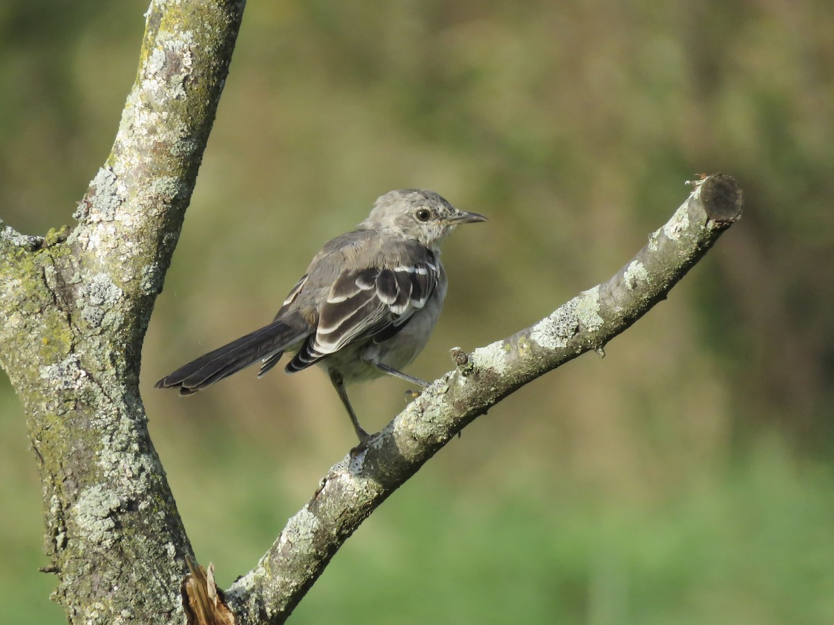 Northern Mockingbird - ML643728401