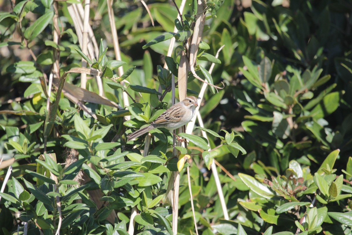 Clay-colored Sparrow - ML643728402