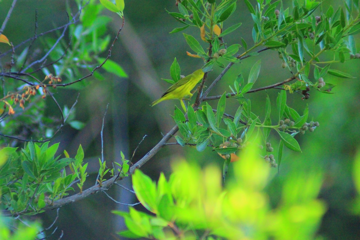 Yellow Warbler - ML643728404