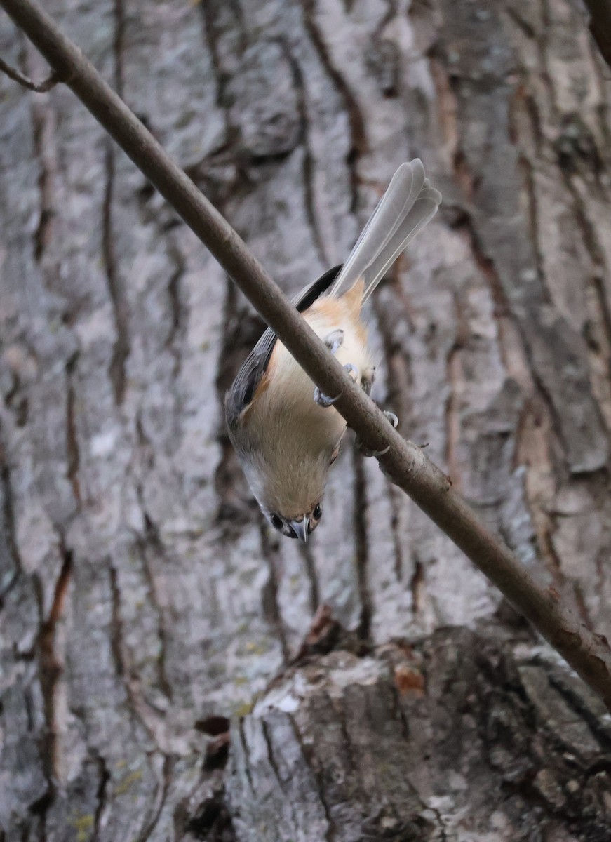 sýkora rezavoboká - ML643728409