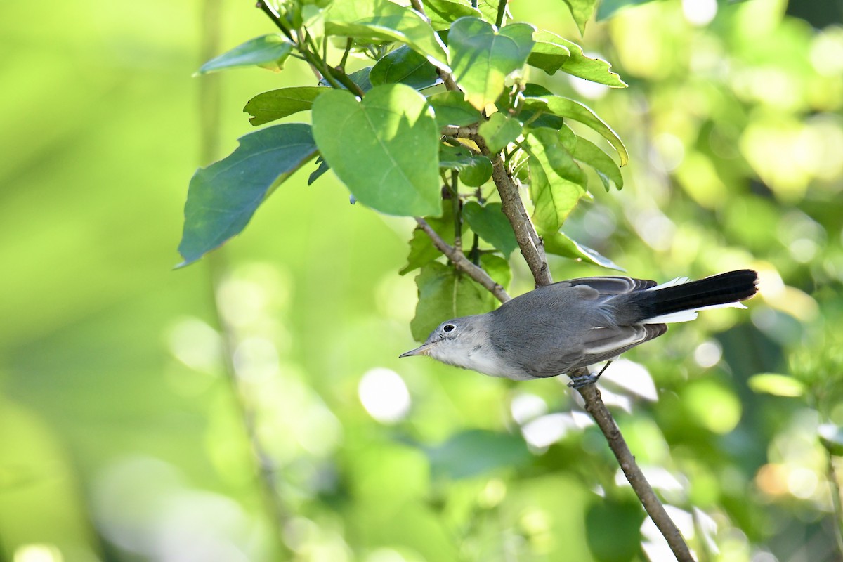 Blue-gray Gnatcatcher - ML643728421