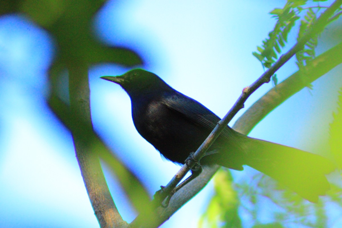 Black Catbird - ML643728428