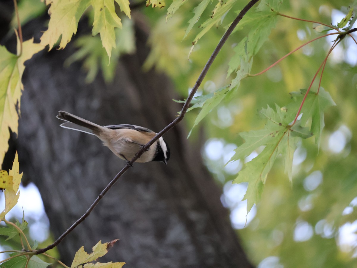 sýkora černohlavá - ML643728429