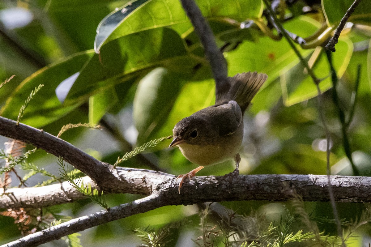 Common Yellowthroat - ML643728452
