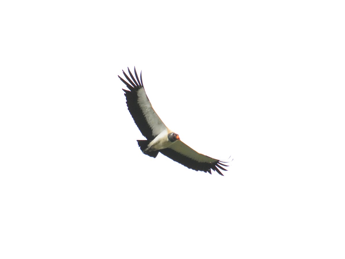 King Vulture - ML643728459
