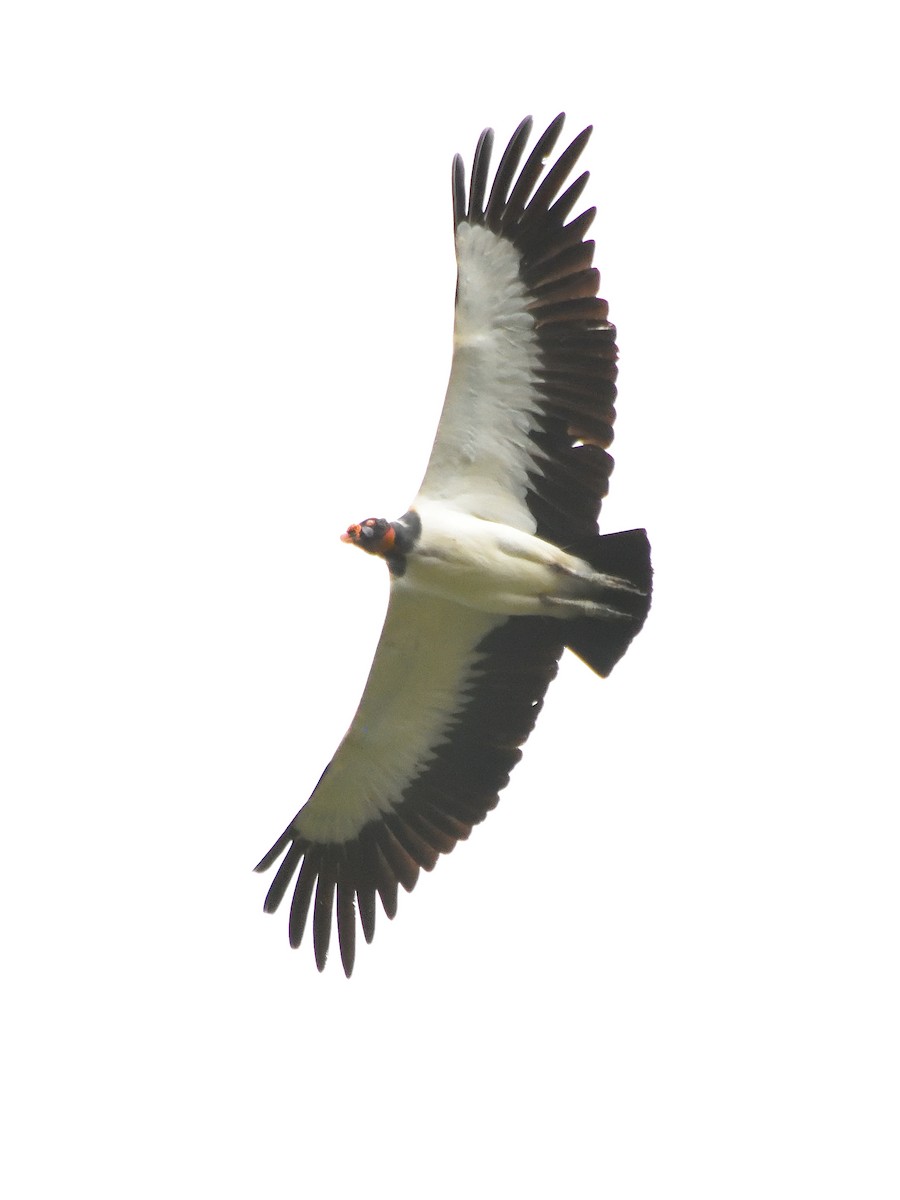 King Vulture - ML643728460