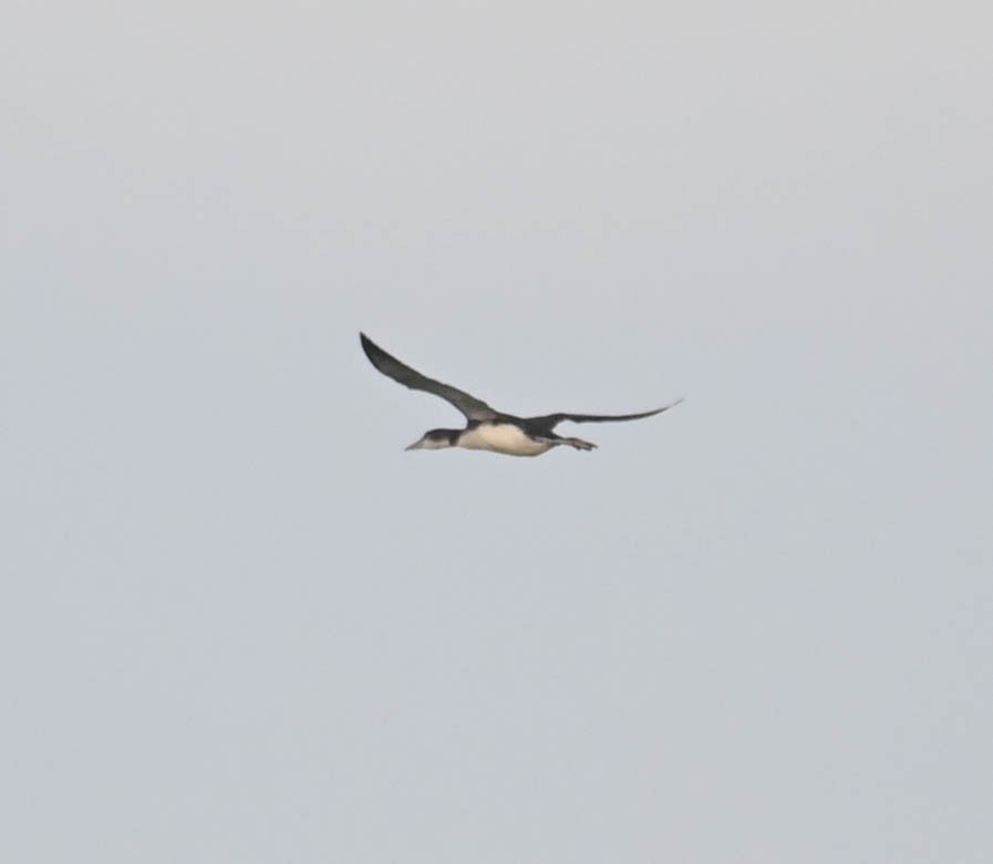 Common Loon - ML643728476