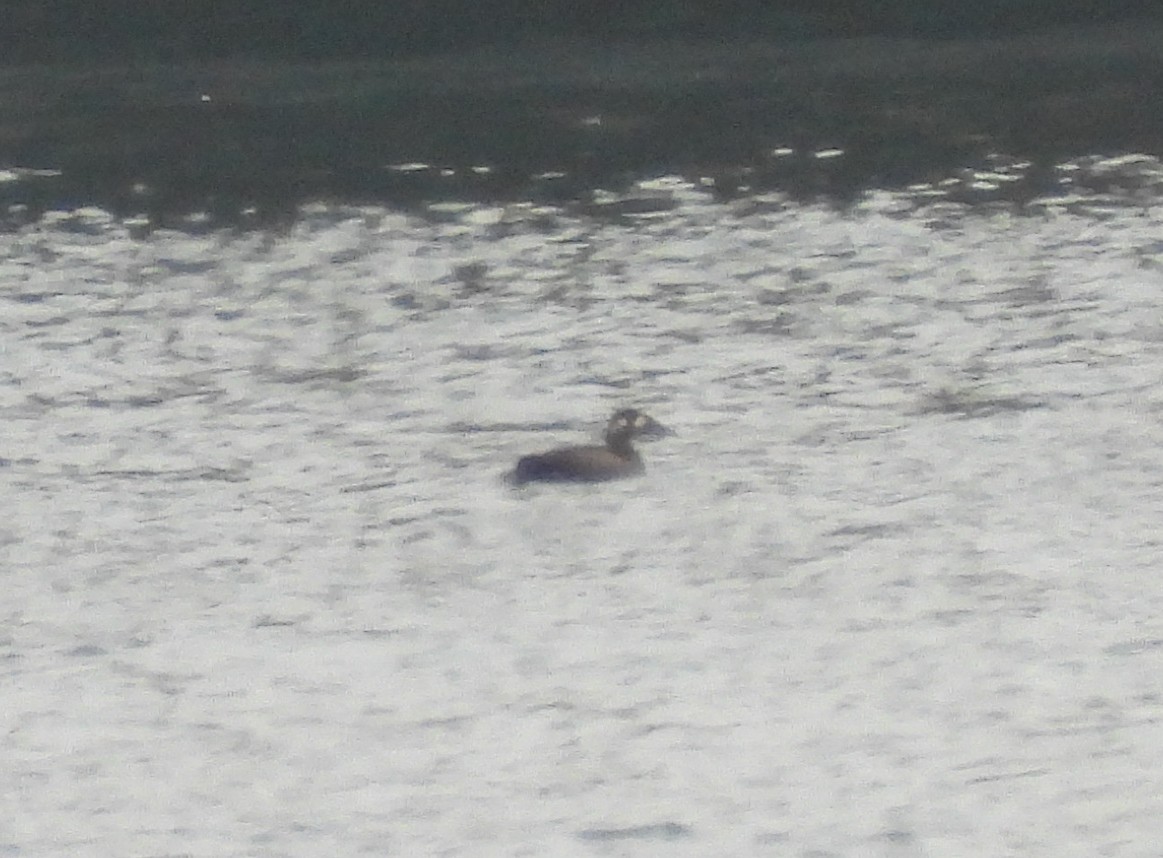 White-winged Scoter - ML643728487