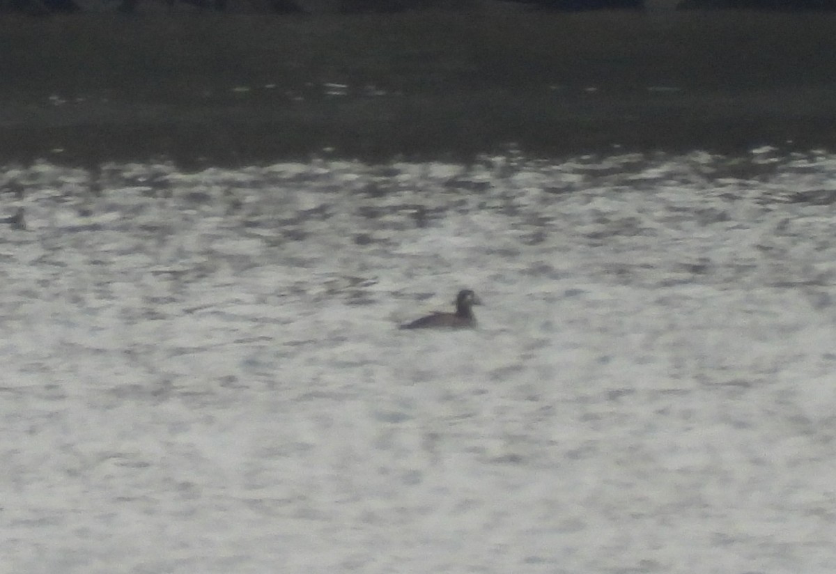 White-winged Scoter - ML643728488