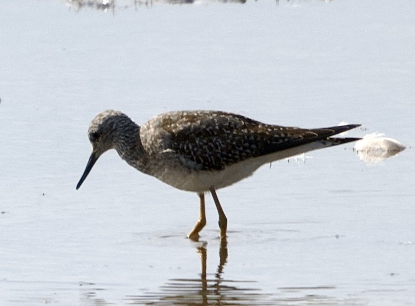 vodouš žlutonohý - ML643728518