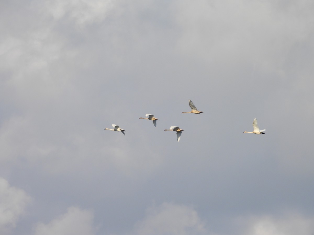 Trumpeter Swan - ML643728527