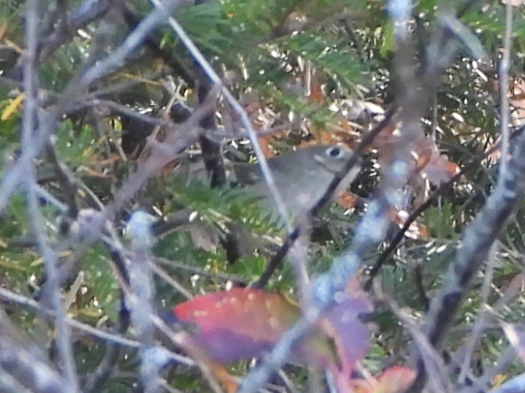 Ruby-crowned Kinglet - ML643728533