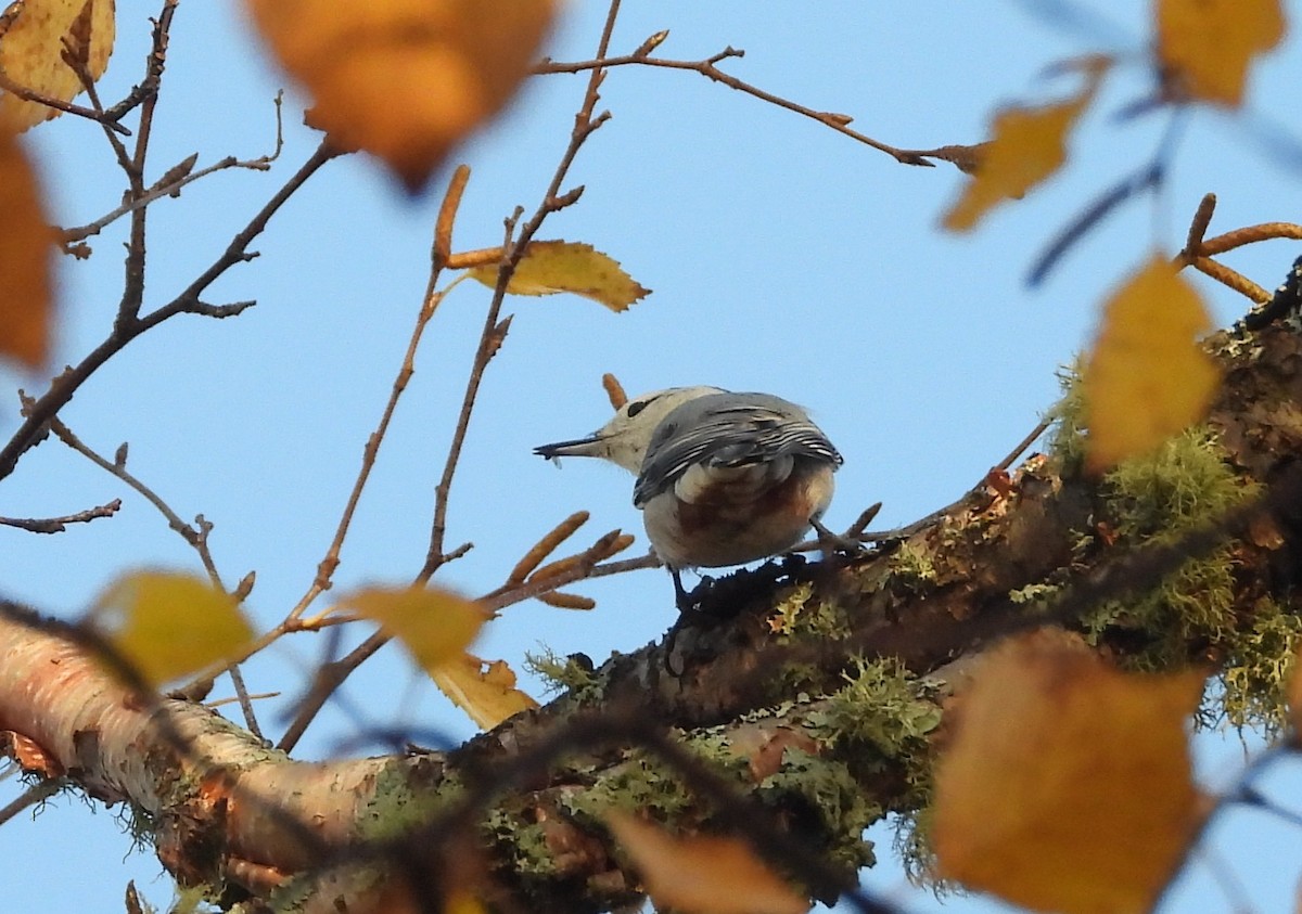 White-breasted Nuthatch - ML643728542