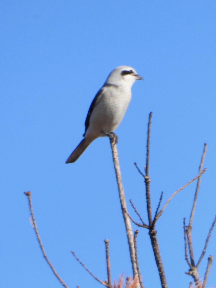 Boreal Örümcekkuşu - ML643728550
