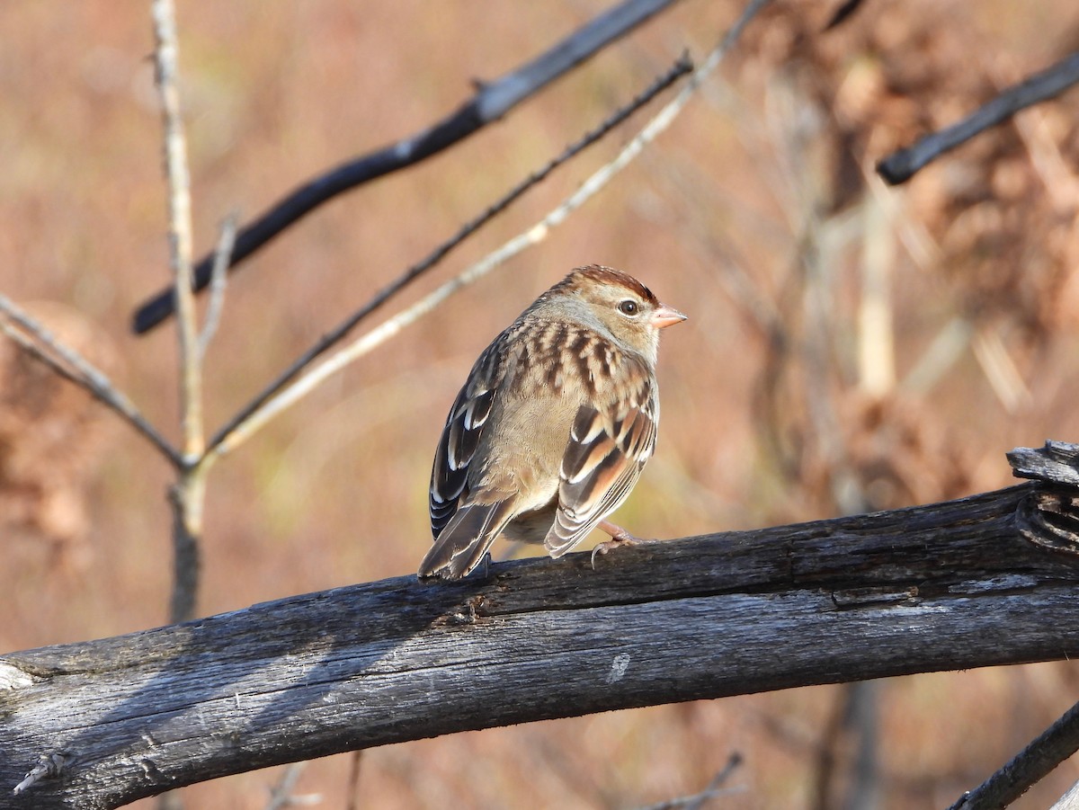 White-crowned Sparrow - ML643728554