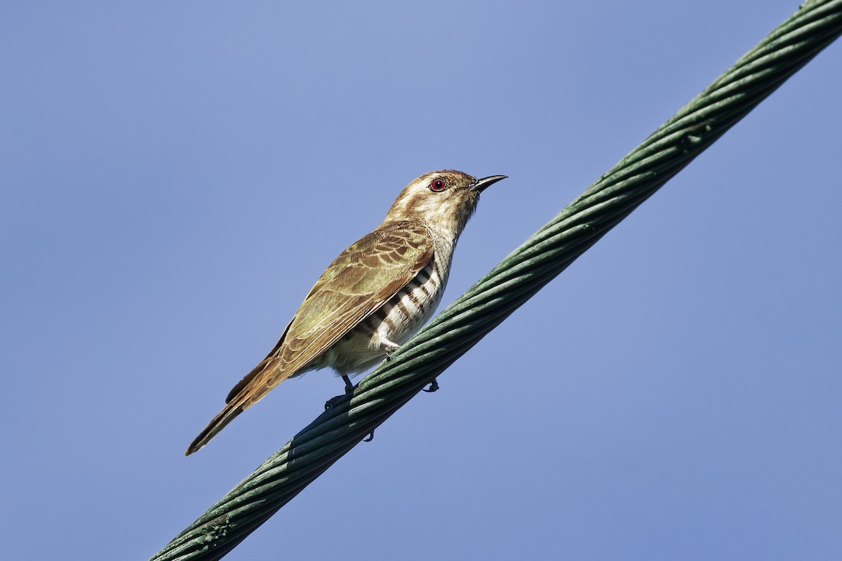 マミジロテリカッコウ - ML643728555