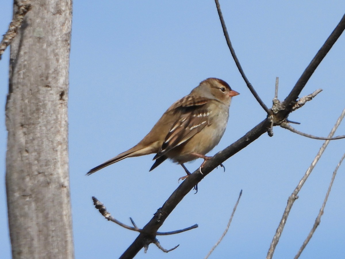 White-crowned Sparrow - ML643728558