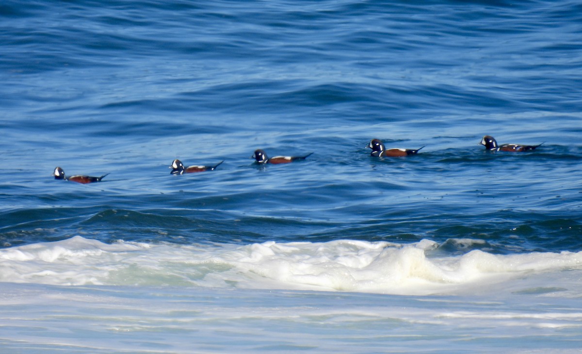 Harlequin Duck - ML643728568
