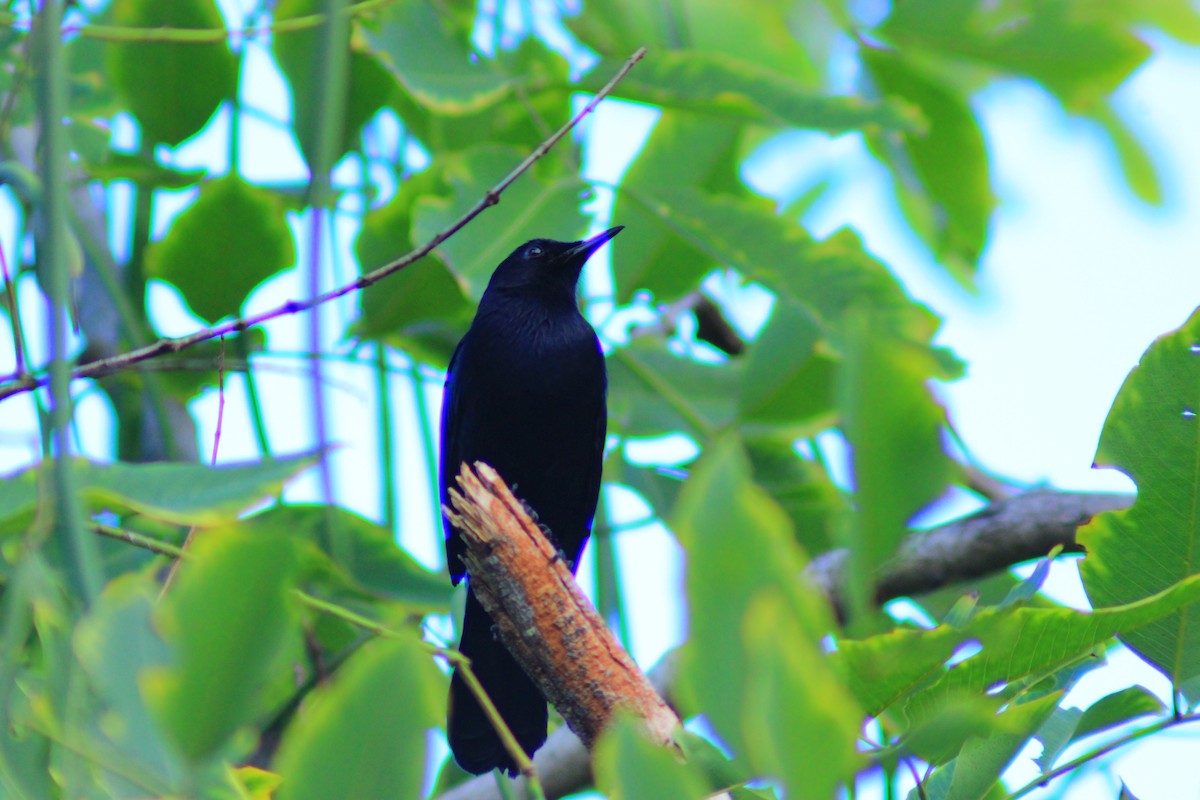 Black Catbird - ML643728581