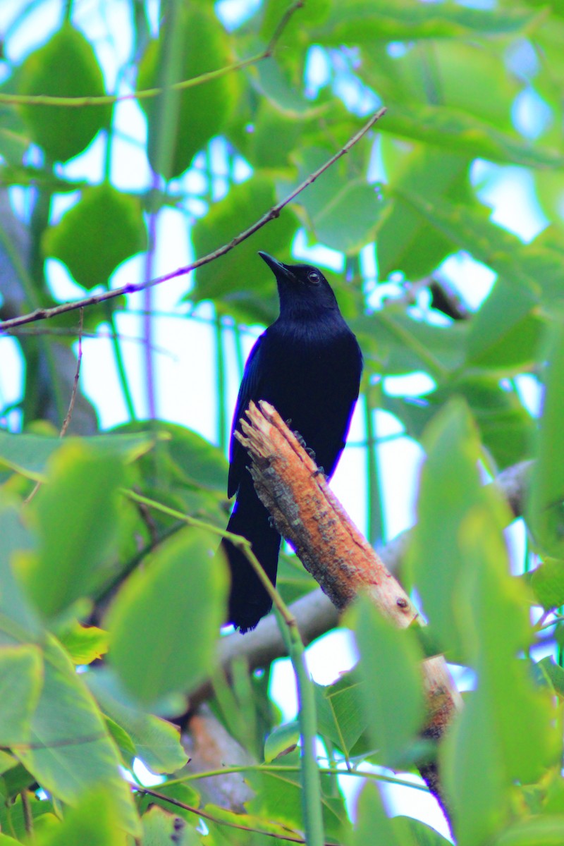 Black Catbird - ML643728582