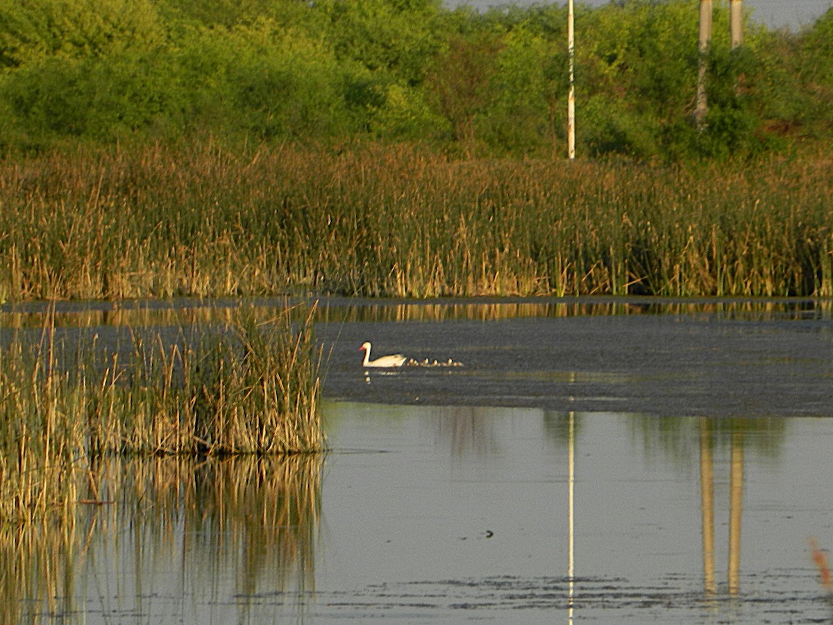 Coscoroba Swan - ML643728589