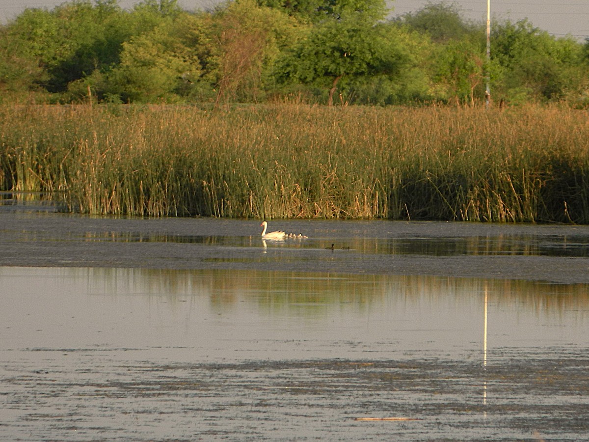 Coscoroba Swan - ML643728590