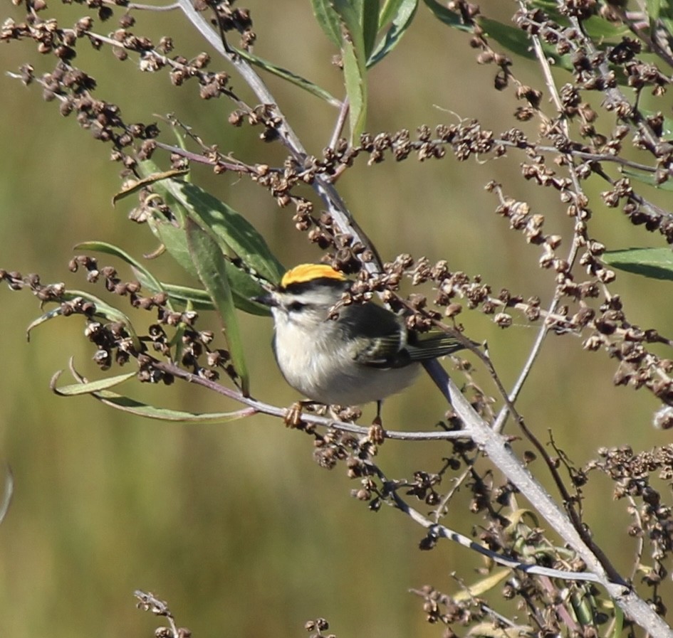 Golden-crowned Kinglet - ML643728600