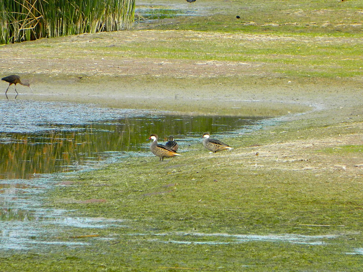 White-cheeked Pintail - ML643728603