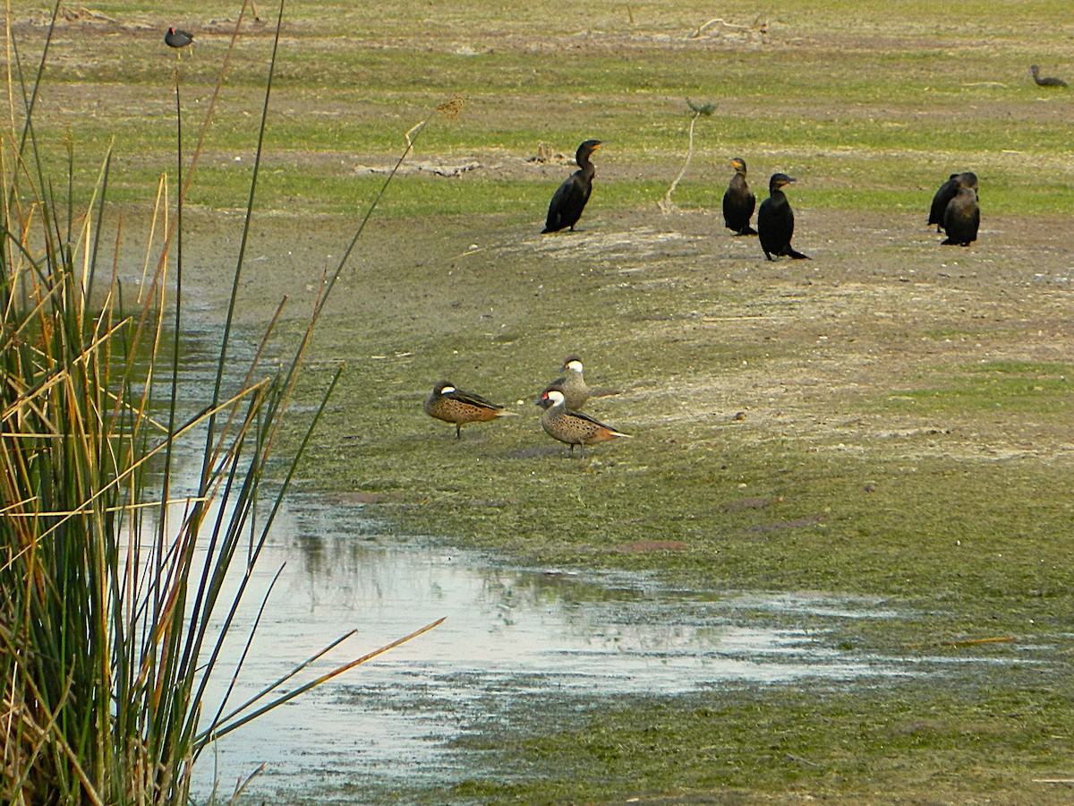 White-cheeked Pintail - ML643728604