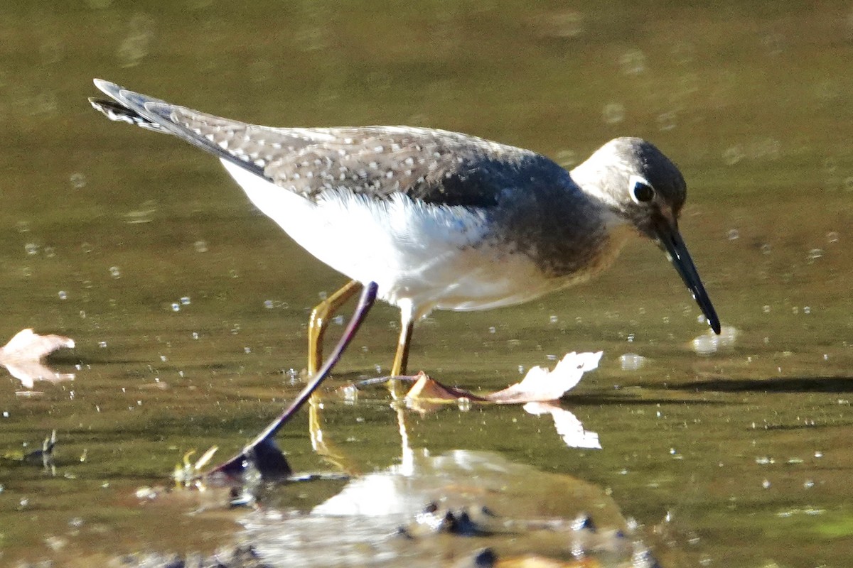 Solitary Sandpiper - ML643728612