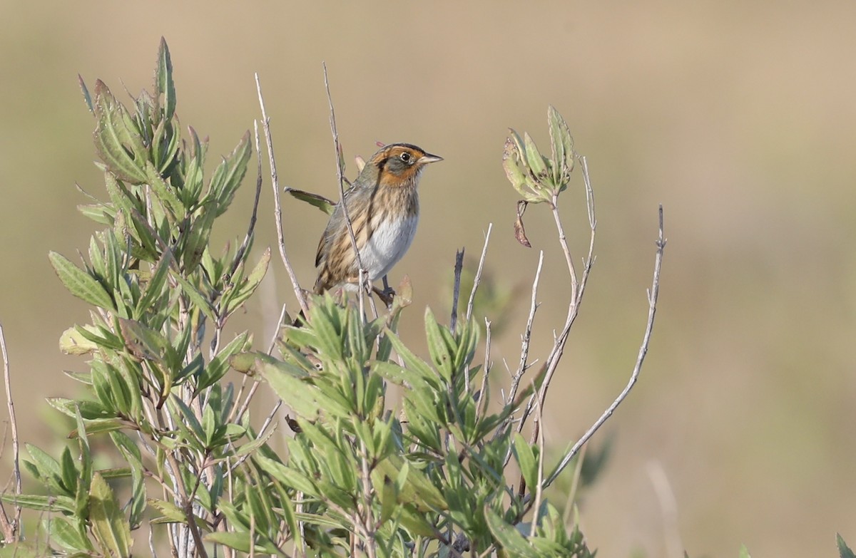 Saltmarsh Sparrow - ML643728615